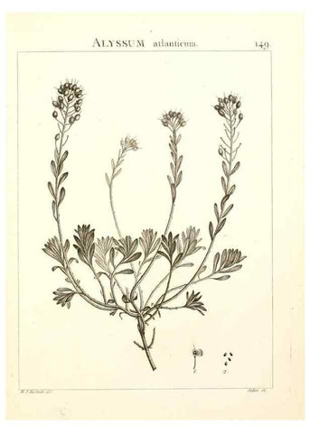 Reproducción/Reproduction 9298168161: Flora Atlantica, sive, Historia plantarum quae in Atlante, agro Tunetano et Algeriensi crescunt /. Parisiis :Apud Blanchon,1800.