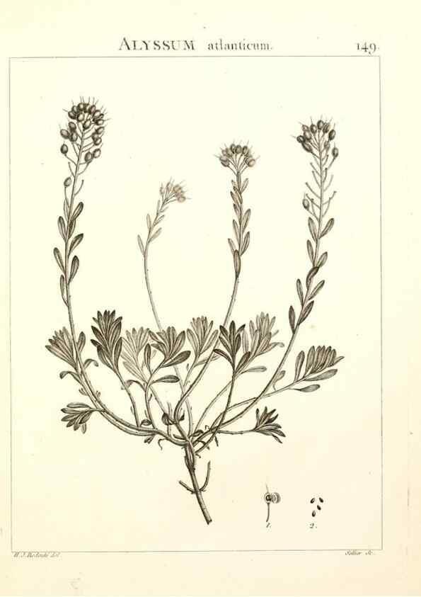 Reproducción/Reproduction 9298168161: Flora Atlantica, sive, Historia plantarum quae in Atlante, agro Tunetano et Algeriensi crescunt /. Parisiis :Apud Blanchon,1800.