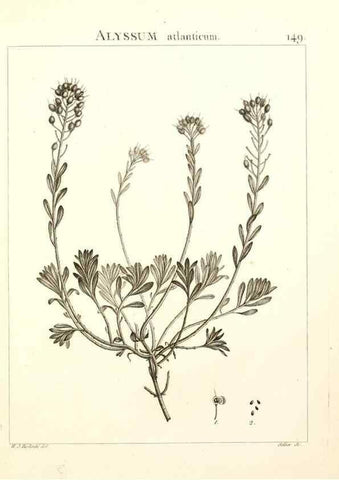 Reproducción/Reproduction 9298168161: Flora Atlantica, sive, Historia plantarum quae in Atlante, agro Tunetano et Algeriensi crescunt /. Parisiis :Apud Blanchon,1800.