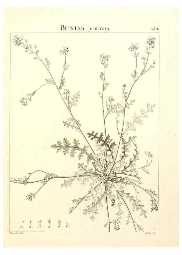 Reproducción/Reproduction 9298168997: Flora Atlantica, sive, Historia plantarum quae in Atlante, agro Tunetano et Algeriensi crescunt /. Parisiis :Apud Blanchon,1800.