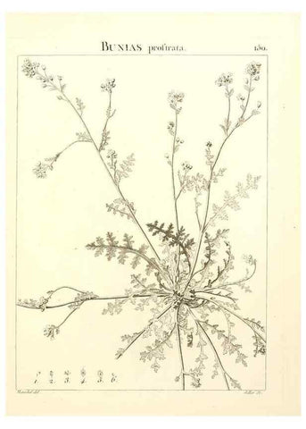 Reproducción/Reproduction 9298168997: Flora Atlantica, sive, Historia plantarum quae in Atlante, agro Tunetano et Algeriensi crescunt /. Parisiis :Apud Blanchon,1800.