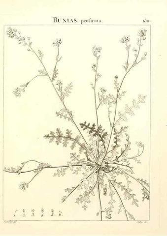 Reproducción/Reproduction 9298168997: Flora Atlantica, sive, Historia plantarum quae in Atlante, agro Tunetano et Algeriensi crescunt /. Parisiis :Apud Blanchon,1800.