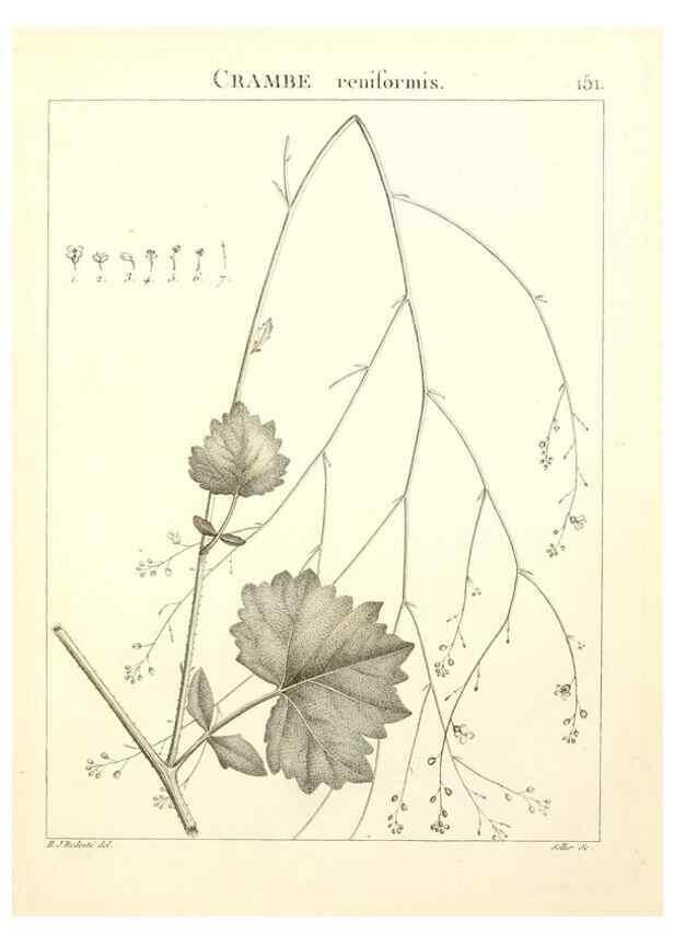 Reproducción/Reproduction 9300952730: Flora Atlantica, sive, Historia plantarum quae in Atlante, agro Tunetano et Algeriensi crescunt /. Parisiis :Apud Blanchon,1800.