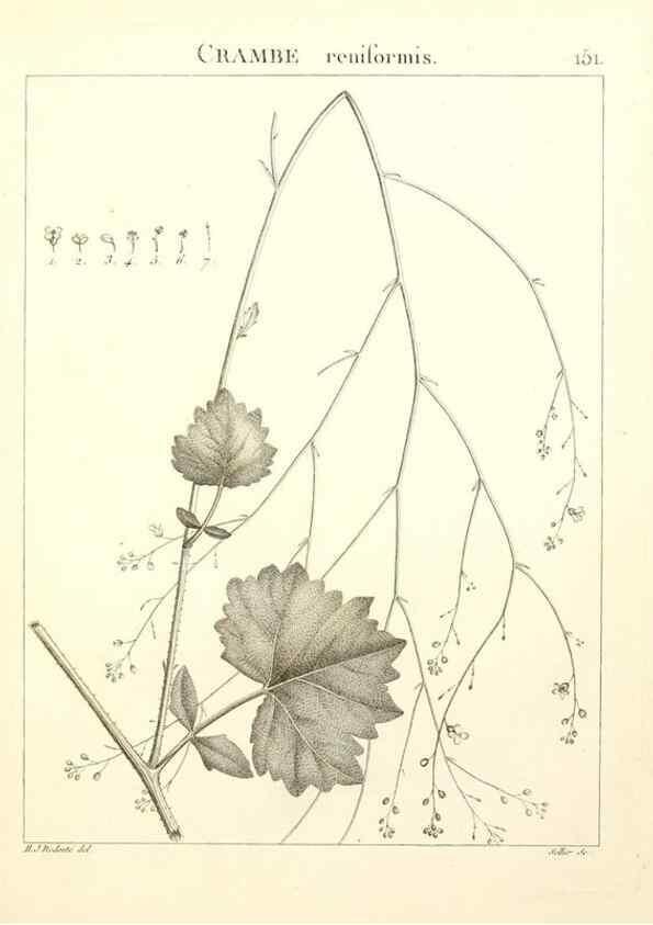 Reproducción/Reproduction 9300952730: Flora Atlantica, sive, Historia plantarum quae in Atlante, agro Tunetano et Algeriensi crescunt /. Parisiis :Apud Blanchon,1800.