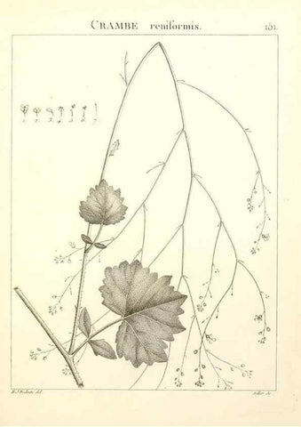 Reproducción/Reproduction 9300952730: Flora Atlantica, sive, Historia plantarum quae in Atlante, agro Tunetano et Algeriensi crescunt /. Parisiis :Apud Blanchon,1800.