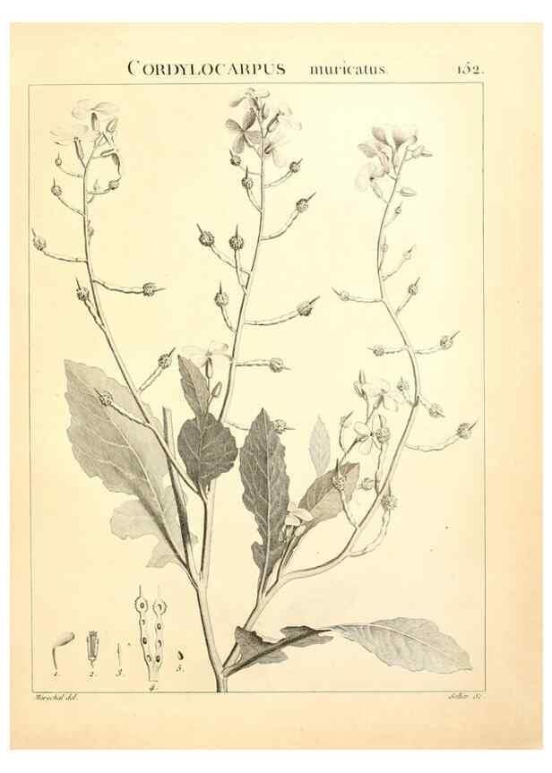 Reproducción/Reproduction 9298170497: Flora Atlantica, sive, Historia plantarum quae in Atlante, agro Tunetano et Algeriensi crescunt /. Parisiis :Apud Blanchon,1800.