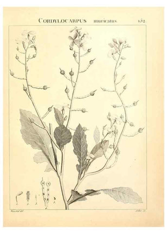 Reproducción/Reproduction 9298170497: Flora Atlantica, sive, Historia plantarum quae in Atlante, agro Tunetano et Algeriensi crescunt /. Parisiis :Apud Blanchon,1800.