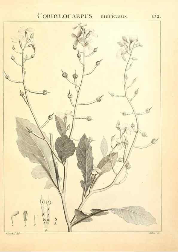 Reproducción/Reproduction 9298170497: Flora Atlantica, sive, Historia plantarum quae in Atlante, agro Tunetano et Algeriensi crescunt /. Parisiis :Apud Blanchon,1800.