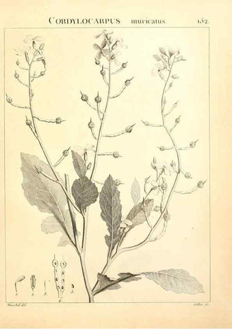 Reproducción/Reproduction 9298170497: Flora Atlantica, sive, Historia plantarum quae in Atlante, agro Tunetano et Algeriensi crescunt /. Parisiis :Apud Blanchon,1800.