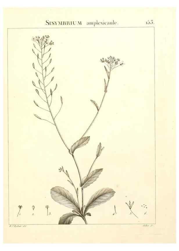 Reproducción/Reproduction 9298171231: Flora Atlantica, sive, Historia plantarum quae in Atlante, agro Tunetano et Algeriensi crescunt /. Parisiis :Apud Blanchon,1800.