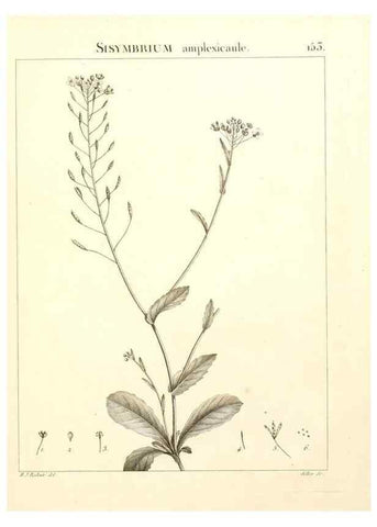 Reproducción/Reproduction 9298171231: Flora Atlantica, sive, Historia plantarum quae in Atlante, agro Tunetano et Algeriensi crescunt /. Parisiis :Apud Blanchon,1800.
