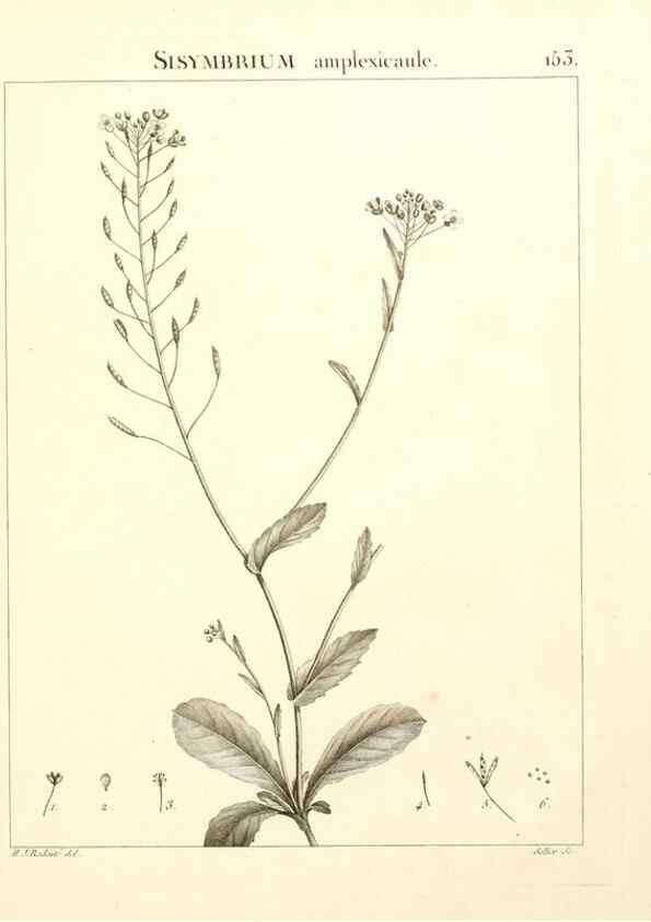 Reproducción/Reproduction 9298171231: Flora Atlantica, sive, Historia plantarum quae in Atlante, agro Tunetano et Algeriensi crescunt /. Parisiis :Apud Blanchon,1800.