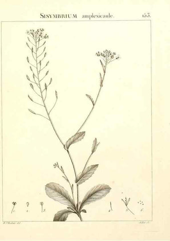 Reproducción/Reproduction 9298171231: Flora Atlantica, sive, Historia plantarum quae in Atlante, agro Tunetano et Algeriensi crescunt /. Parisiis :Apud Blanchon,1800.