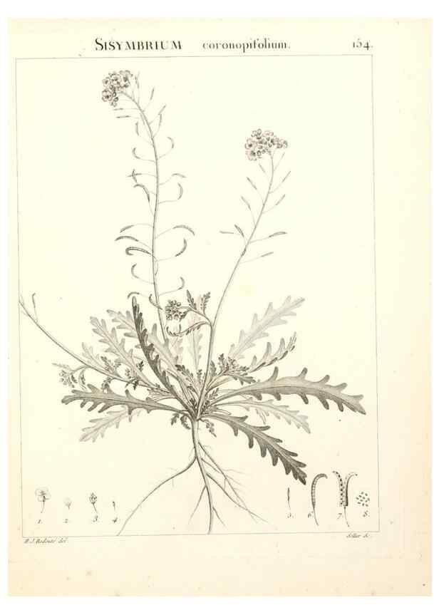 Reproducción/Reproduction 9300954662: Flora Atlantica, sive, Historia plantarum quae in Atlante, agro Tunetano et Algeriensi crescunt /. Parisiis :Apud Blanchon,1800.