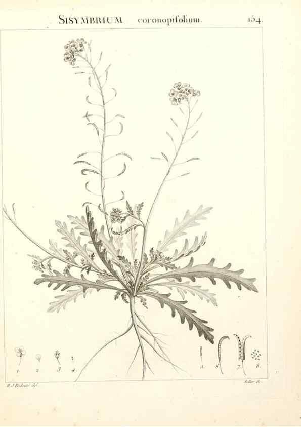 Reproducción/Reproduction 9300954662: Flora Atlantica, sive, Historia plantarum quae in Atlante, agro Tunetano et Algeriensi crescunt /. Parisiis :Apud Blanchon,1800.