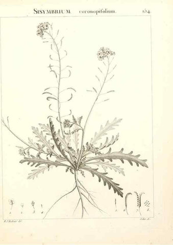 Reproducción/Reproduction 9300954662: Flora Atlantica, sive, Historia plantarum quae in Atlante, agro Tunetano et Algeriensi crescunt /. Parisiis :Apud Blanchon,1800.