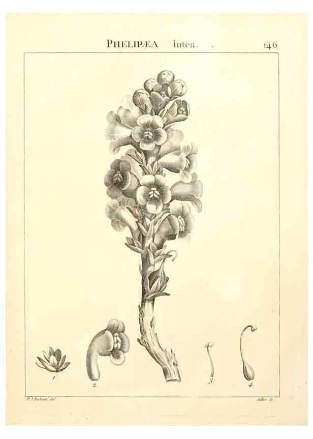 Reproducción/Reproduction 9298166201: Flora Atlantica, sive, Historia plantarum quae in Atlante, agro Tunetano et Algeriensi crescunt /. Parisiis :Apud Blanchon,1800.