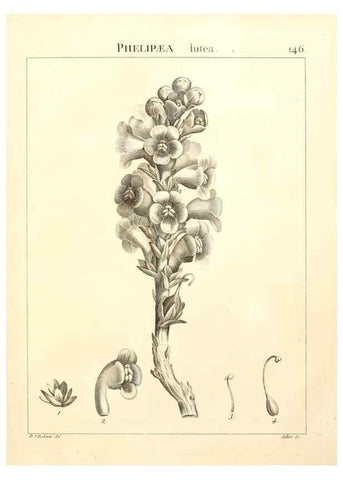 Reproducción/Reproduction 9298166201: Flora Atlantica, sive, Historia plantarum quae in Atlante, agro Tunetano et Algeriensi crescunt /. Parisiis :Apud Blanchon,1800.