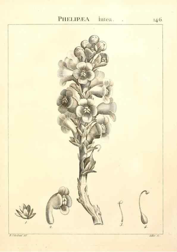 Reproducción/Reproduction 9298166201: Flora Atlantica, sive, Historia plantarum quae in Atlante, agro Tunetano et Algeriensi crescunt /. Parisiis :Apud Blanchon,1800.