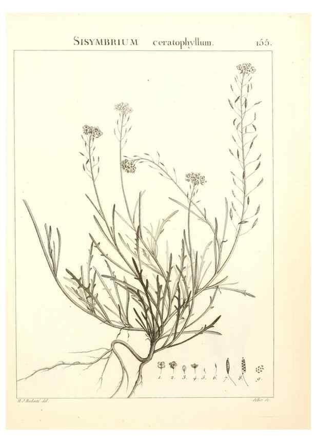 Reproducción/Reproduction 9300955378: Flora Atlantica, sive, Historia plantarum quae in Atlante, agro Tunetano et Algeriensi crescunt /. Parisiis :Apud Blanchon,1800.