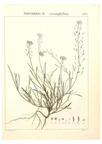 Reproducción/Reproduction 9300955378: Flora Atlantica, sive, Historia plantarum quae in Atlante, agro Tunetano et Algeriensi crescunt /. Parisiis :Apud Blanchon,1800.