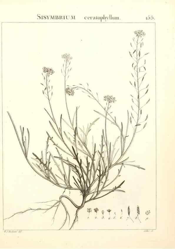 Reproducción/Reproduction 9300955378: Flora Atlantica, sive, Historia plantarum quae in Atlante, agro Tunetano et Algeriensi crescunt /. Parisiis :Apud Blanchon,1800.