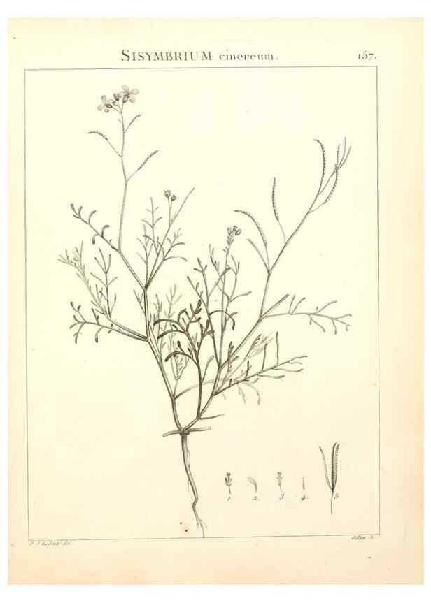 Reproducción/Reproduction 9298174199: Flora Atlantica, sive, Historia plantarum quae in Atlante, agro Tunetano et Algeriensi crescunt /. Parisiis :Apud Blanchon,1800.