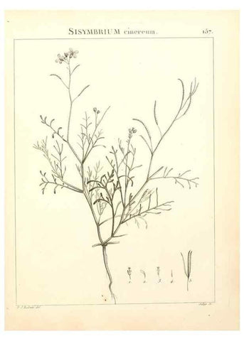 Reproducción/Reproduction 9298174199: Flora Atlantica, sive, Historia plantarum quae in Atlante, agro Tunetano et Algeriensi crescunt /. Parisiis :Apud Blanchon,1800.