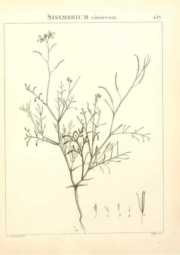 Reproducción/Reproduction 9298174199: Flora Atlantica, sive, Historia plantarum quae in Atlante, agro Tunetano et Algeriensi crescunt /. Parisiis :Apud Blanchon,1800.