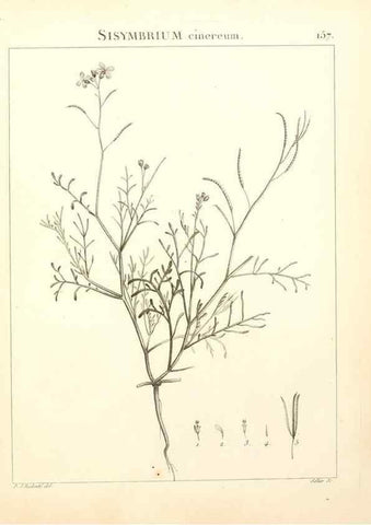 Reproducción/Reproduction 9298174199: Flora Atlantica, sive, Historia plantarum quae in Atlante, agro Tunetano et Algeriensi crescunt /. Parisiis :Apud Blanchon,1800.