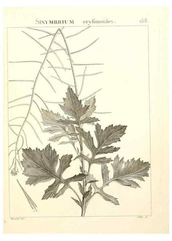Reproducción/Reproduction 9300957648: Flora Atlantica, sive, Historia plantarum quae in Atlante, agro Tunetano et Algeriensi crescunt /. Parisiis :Apud Blanchon,1800.