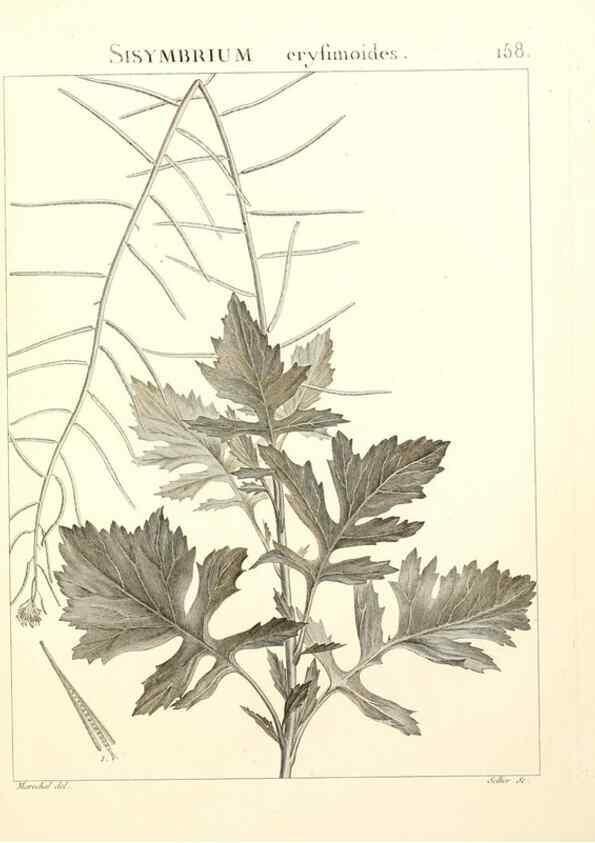 Reproducción/Reproduction 9300957648: Flora Atlantica, sive, Historia plantarum quae in Atlante, agro Tunetano et Algeriensi crescunt /. Parisiis :Apud Blanchon,1800.