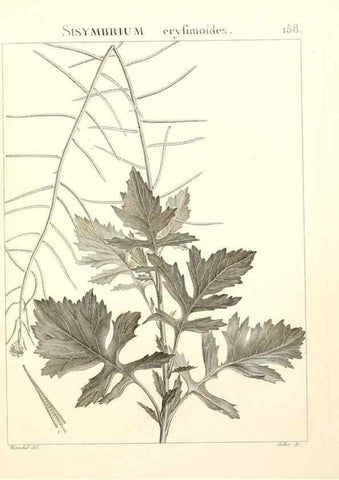 Reproducción/Reproduction 9300957648: Flora Atlantica, sive, Historia plantarum quae in Atlante, agro Tunetano et Algeriensi crescunt /. Parisiis :Apud Blanchon,1800.