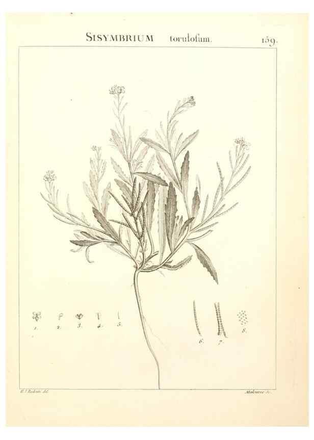 Reproducción/Reproduction 9300958416: Flora Atlantica, sive, Historia plantarum quae in Atlante, agro Tunetano et Algeriensi crescunt /. Parisiis :Apud Blanchon,1800.