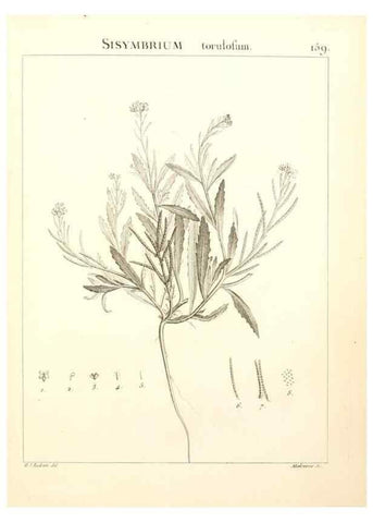 Reproducción/Reproduction 9300958416: Flora Atlantica, sive, Historia plantarum quae in Atlante, agro Tunetano et Algeriensi crescunt /. Parisiis :Apud Blanchon,1800.