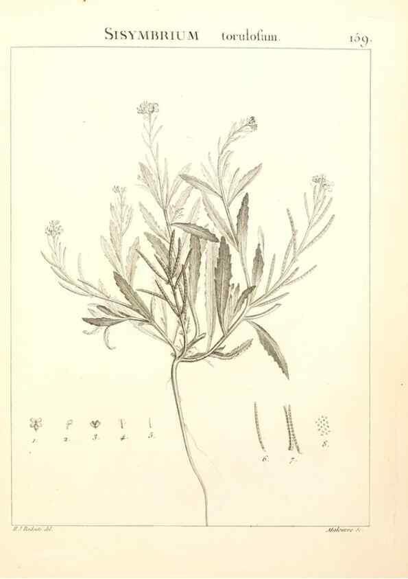 Reproducción/Reproduction 9300958416: Flora Atlantica, sive, Historia plantarum quae in Atlante, agro Tunetano et Algeriensi crescunt /. Parisiis :Apud Blanchon,1800.