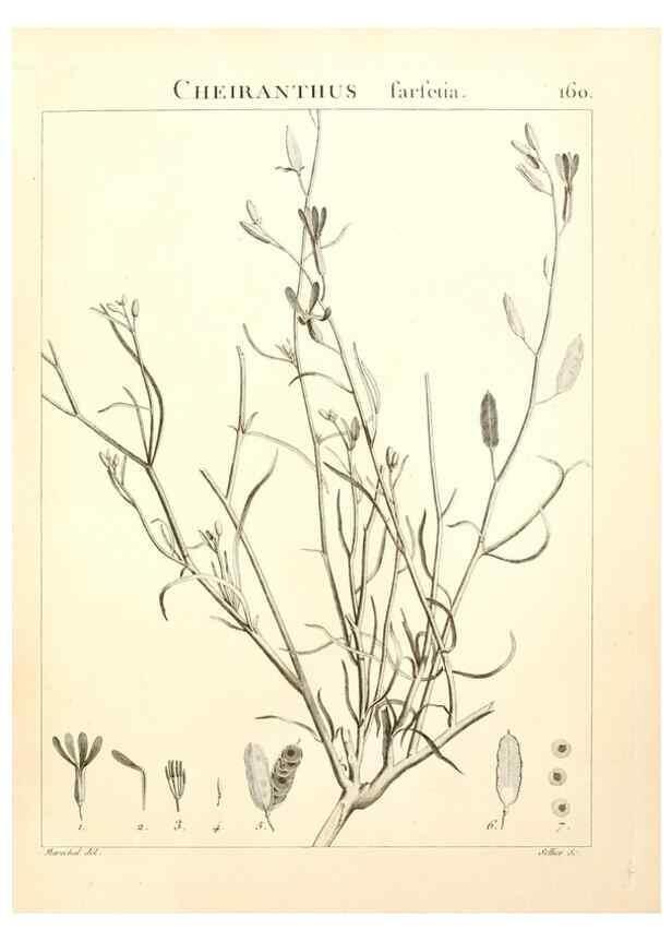 Reproducción/Reproduction 9298176483: Flora Atlantica, sive, Historia plantarum quae in Atlante, agro Tunetano et Algeriensi crescunt /. Parisiis :Apud Blanchon,1800.
