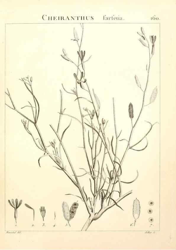 Reproducción/Reproduction 9298176483: Flora Atlantica, sive, Historia plantarum quae in Atlante, agro Tunetano et Algeriensi crescunt /. Parisiis :Apud Blanchon,1800.