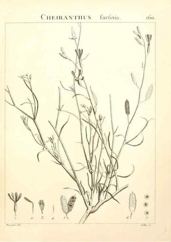 Reproducción/Reproduction 9298176483: Flora Atlantica, sive, Historia plantarum quae in Atlante, agro Tunetano et Algeriensi crescunt /. Parisiis :Apud Blanchon,1800.