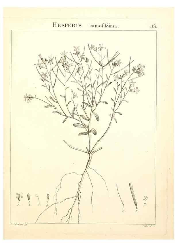 Reproducción/Reproduction 9300959782: Flora Atlantica, sive, Historia plantarum quae in Atlante, agro Tunetano et Algeriensi crescunt /. Parisiis :Apud Blanchon,1800.