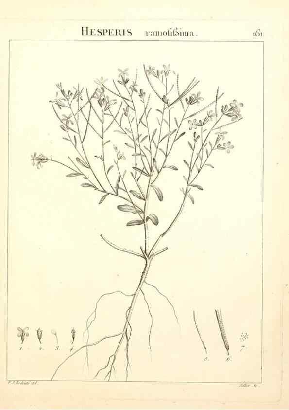 Reproducción/Reproduction 9300959782: Flora Atlantica, sive, Historia plantarum quae in Atlante, agro Tunetano et Algeriensi crescunt /. Parisiis :Apud Blanchon,1800.