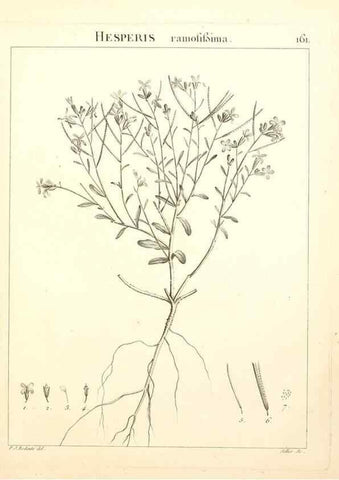 Reproducción/Reproduction 9300959782: Flora Atlantica, sive, Historia plantarum quae in Atlante, agro Tunetano et Algeriensi crescunt /. Parisiis :Apud Blanchon,1800.