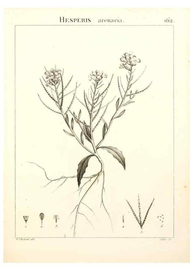 Reproducción/Reproduction 9300960396: Flora Atlantica, sive, Historia plantarum quae in Atlante, agro Tunetano et Algeriensi crescunt /. Parisiis :Apud Blanchon,1800.