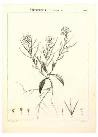 Reproducción/Reproduction 9300960396: Flora Atlantica, sive, Historia plantarum quae in Atlante, agro Tunetano et Algeriensi crescunt /. Parisiis :Apud Blanchon,1800.