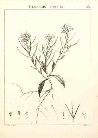 Reproducción/Reproduction 9300960396: Flora Atlantica, sive, Historia plantarum quae in Atlante, agro Tunetano et Algeriensi crescunt /. Parisiis :Apud Blanchon,1800.