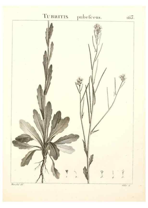 Reproducción/Reproduction 9298178595: Flora Atlantica, sive, Historia plantarum quae in Atlante, agro Tunetano et Algeriensi crescunt /. Parisiis :Apud Blanchon,1800.
