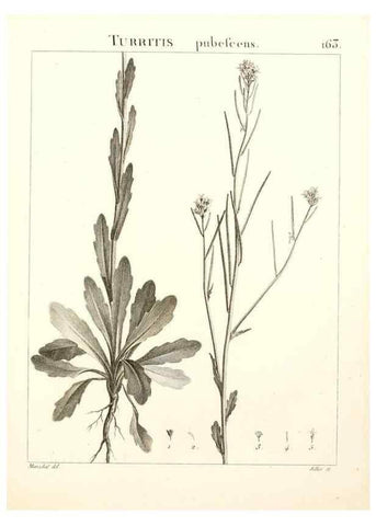Reproducción/Reproduction 9298178595: Flora Atlantica, sive, Historia plantarum quae in Atlante, agro Tunetano et Algeriensi crescunt /. Parisiis :Apud Blanchon,1800.