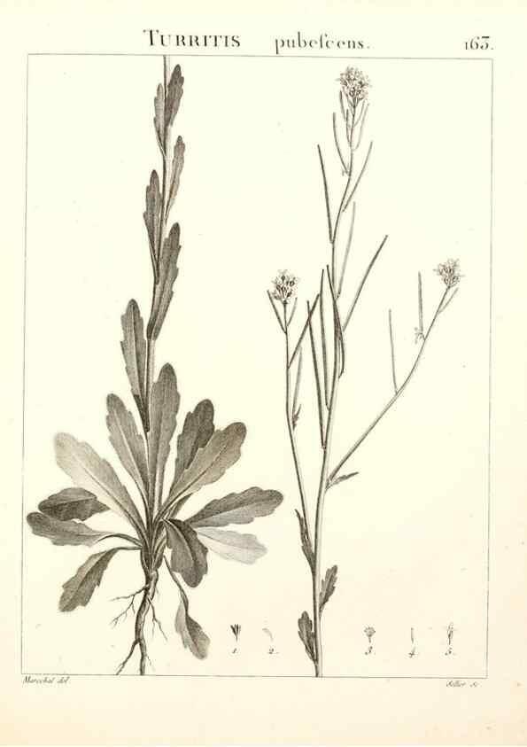 Reproducción/Reproduction 9298178595: Flora Atlantica, sive, Historia plantarum quae in Atlante, agro Tunetano et Algeriensi crescunt /. Parisiis :Apud Blanchon,1800.