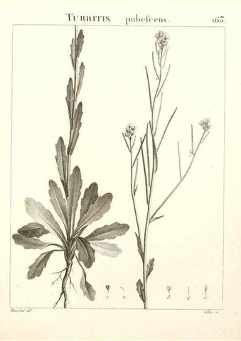 Reproducción/Reproduction 9298178595: Flora Atlantica, sive, Historia plantarum quae in Atlante, agro Tunetano et Algeriensi crescunt /. Parisiis :Apud Blanchon,1800.