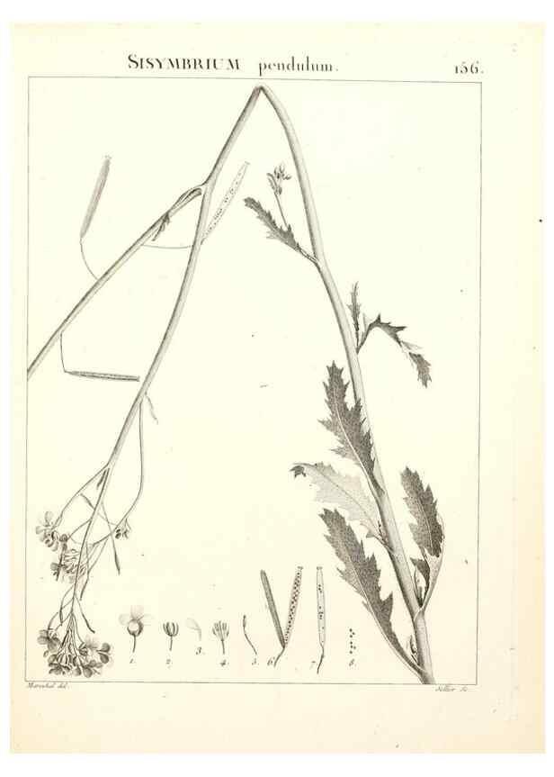 Reproducción/Reproduction 9298173497: Flora Atlantica, sive, Historia plantarum quae in Atlante, agro Tunetano et Algeriensi crescunt /. Parisiis :Apud Blanchon,1800.